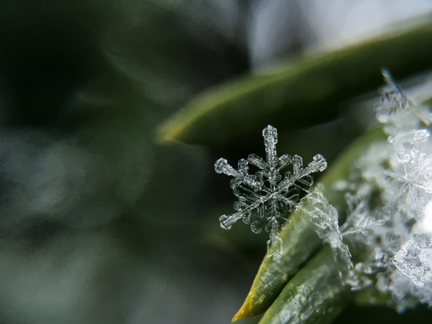 Image of single snowflake